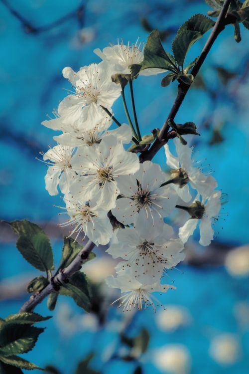 Frühjahr, Branch, Blütenblatt, Prunus Spinosa, Himmel. Wallpaper in 3072x4608 Resolution