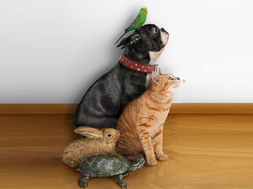 Chien à Poil Court Noir et Brun à Côté D'un Ours Brun en Peluche. Wallpaper in 2048x1536 Resolution