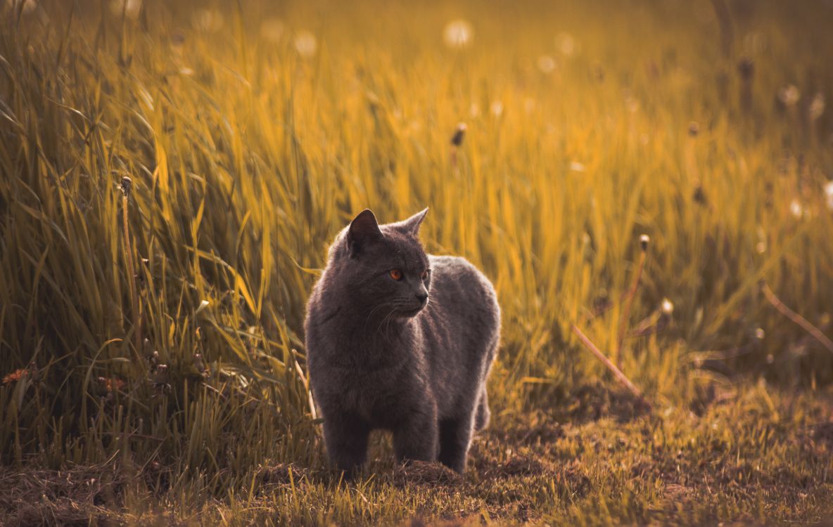 gray cat on brown grass field during daytime