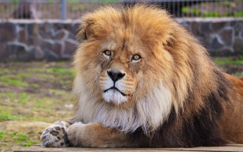 Image lion lying on green grass during daytime