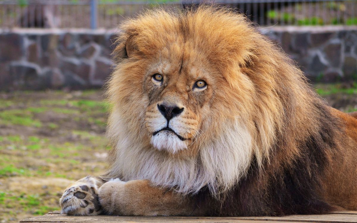 lion lying on green grass during daytime