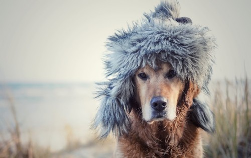 Image brown and gray fur coat