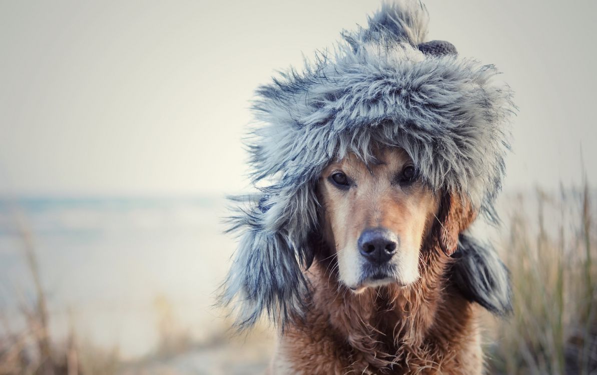 brown and gray fur coat