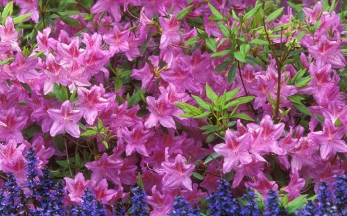 Image pink flowers with green leaves