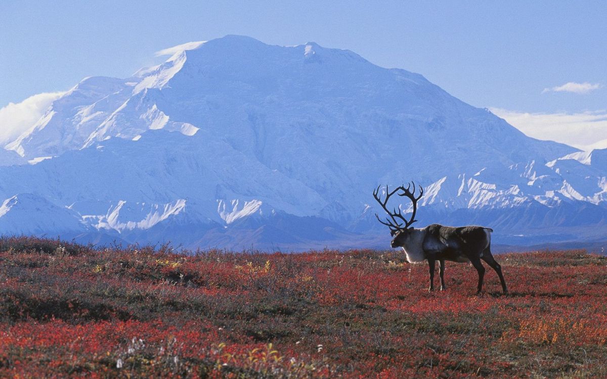 brown deer on green grass field during daytime