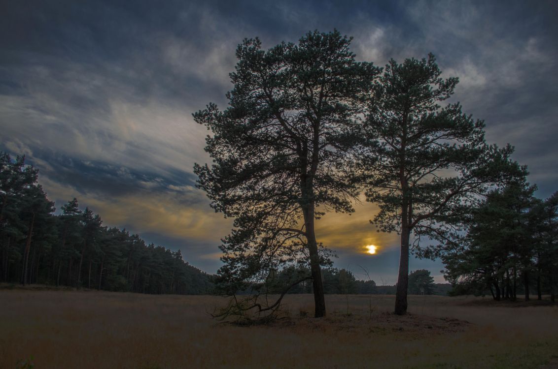 Arbres Verts Sous un Ciel Nuageux Pendant la Journée. Wallpaper in 2048x1356 Resolution