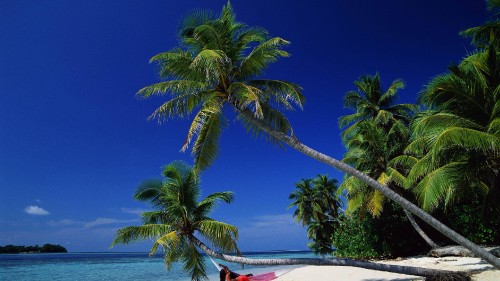 Image palm tree near body of water during daytime