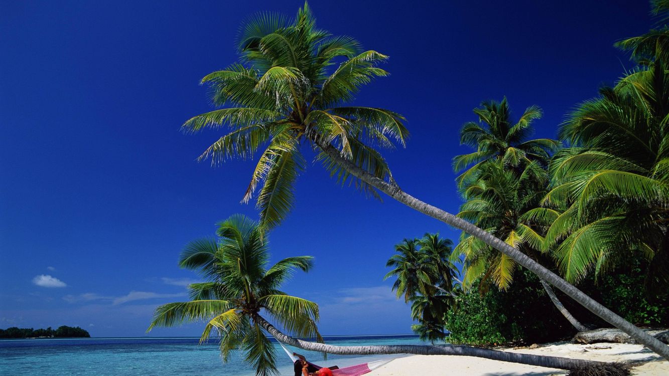 palm tree near body of water during daytime