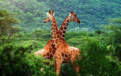 Image giraffe, terrestrial animal, giraffidae, wildlife, nature reserve