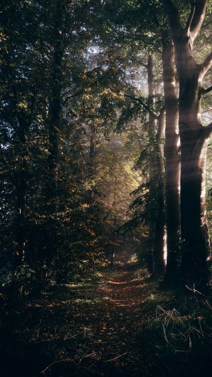 Woodland, Damaksnis, Forêt, Nature, la Forêt Ancienne. Wallpaper in 1080x1920 Resolution
