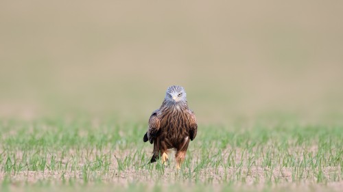 Image brown and white bird on green grass during daytime