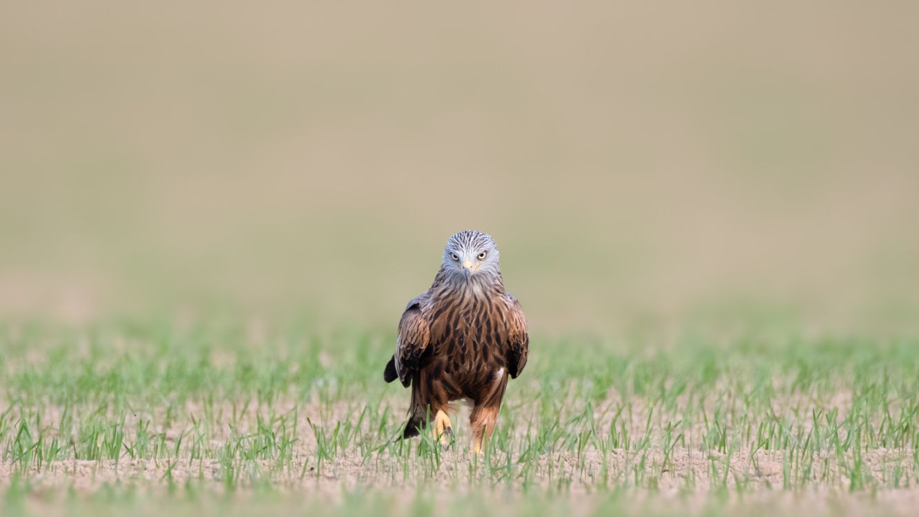 brown and white bird on green grass during daytime