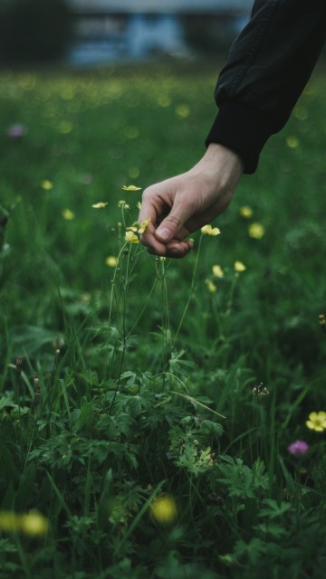 Image person holding yellow flower during daytime