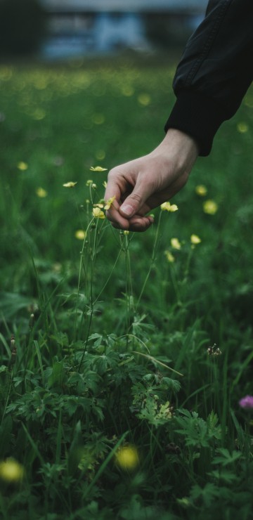 Image person holding yellow flower during daytime
