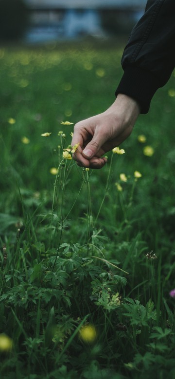 Image person holding yellow flower during daytime