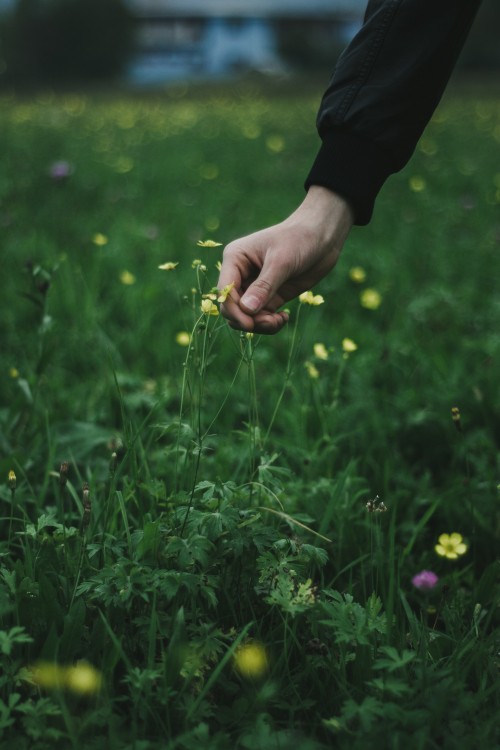 Image person holding yellow flower during daytime