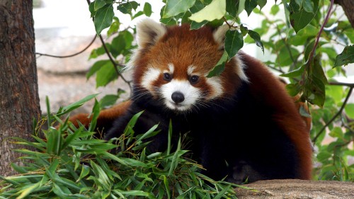 Image giant panda, red panda, cuteness, head, plant