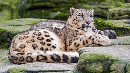 Image snow leopard posing, leopard, snow leopard, snowy owl, birds