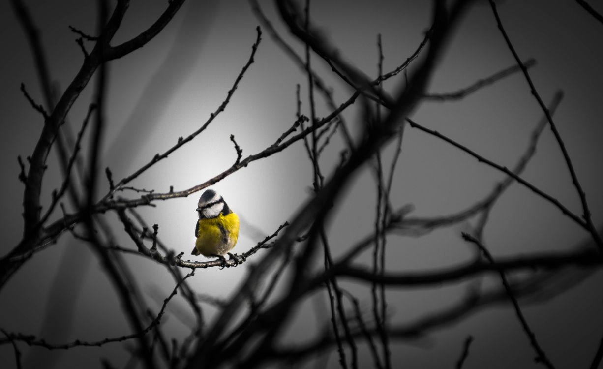 Oiseau Jaune Sur Une Branche D'arbre Marron. Wallpaper in 5418x3312 Resolution