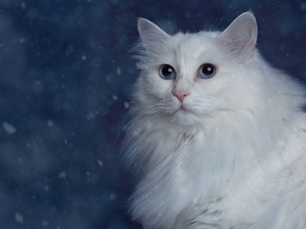 Chat Blanc Aux Yeux Bleus. Wallpaper in 2048x1536 Resolution
