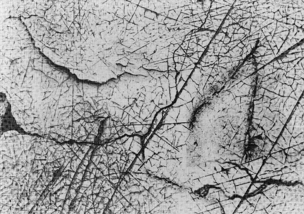 Photo en Niveaux de Gris D'un Arbre Sans Feuilles. Wallpaper in 2560x1800 Resolution