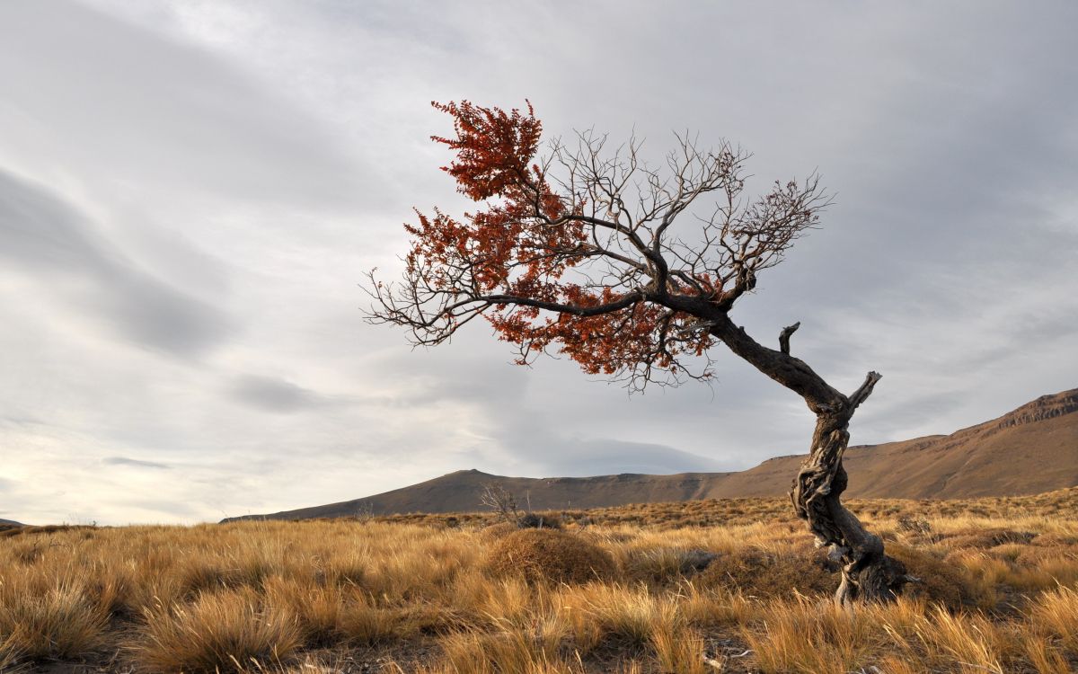 Arbre Sans Feuilles Sur Terrain D'herbe Brune Sous Ciel Nuageux Gris. Wallpaper in 2560x1600 Resolution
