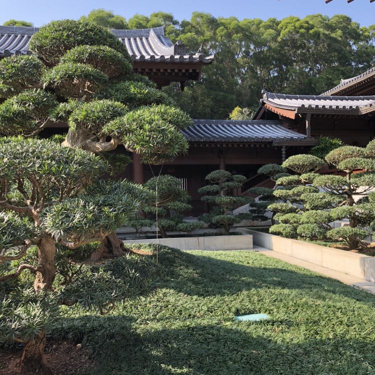 Hongkong, Baum, Vegetation, Chinesische Architektur, Staude. Wallpaper in 1772x1772 Resolution