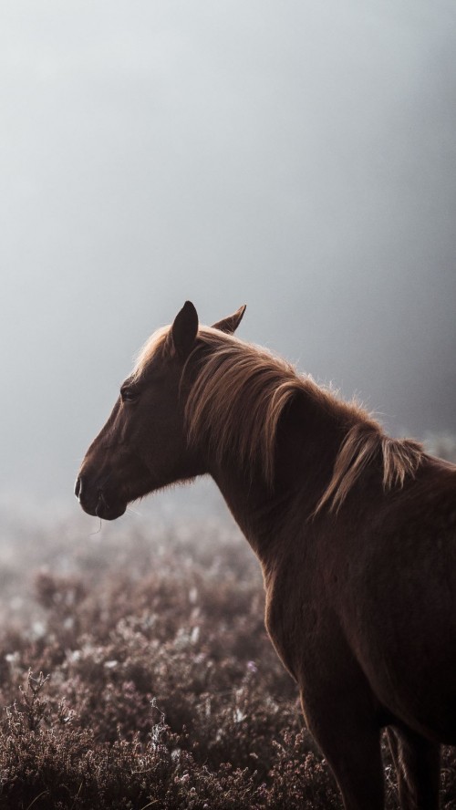 Wallpapers 4K with horses - Apps on Google Play