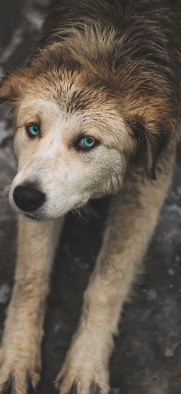 Image brown and white short coated dog