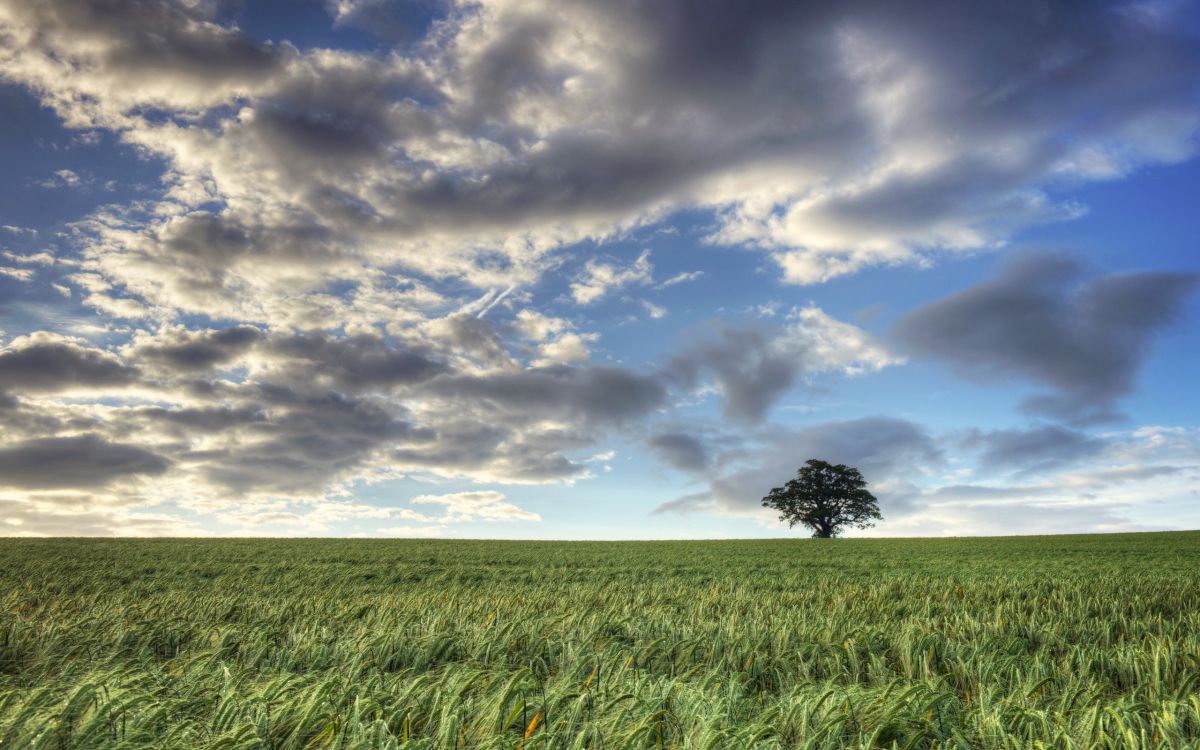 Champ D'herbe Verte Sous Ciel Bleu et Nuages Blancs Pendant la Journée. Wallpaper in 2560x1600 Resolution