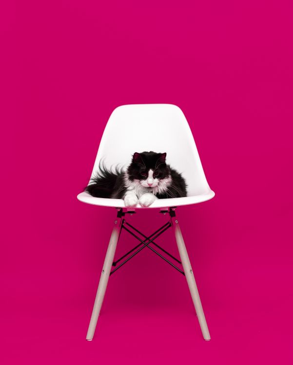 Schwarze Und Weiße Katze Auf Weißem Stuhl. Wallpaper in 4932x6152 Resolution