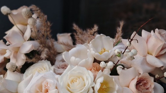 Image white roses in tilt shift lens