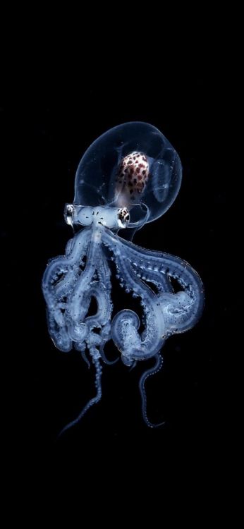 Pulpo Transparente, Pulpo, Invertebrados Marinos, Arte, Evento. Wallpaper in 924x2000 Resolution