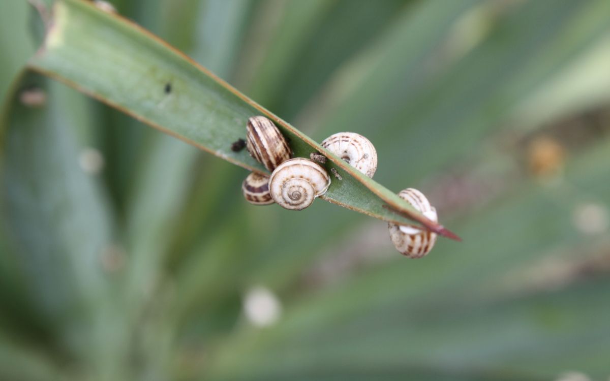 Escargot Brun Sur Feuille Verte. Wallpaper in 2560x1600 Resolution