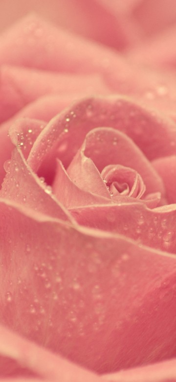 Image pink rose in bloom macro photography