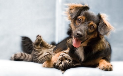 Image black and tan german shepherd puppy and brown tabby cat