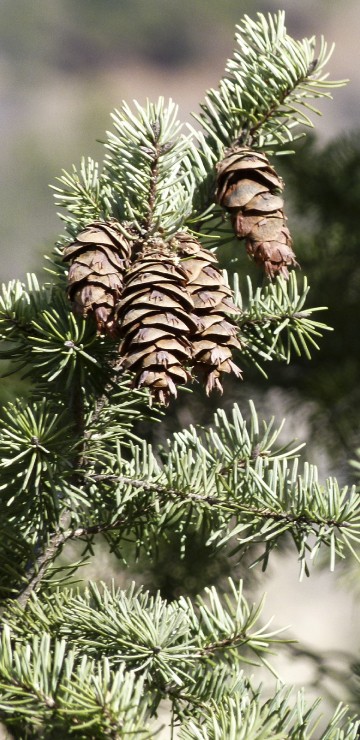 Image green pine tree with brown and white leaves