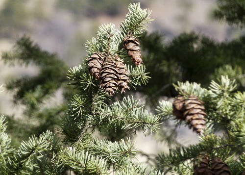 Image green pine tree with brown and white leaves