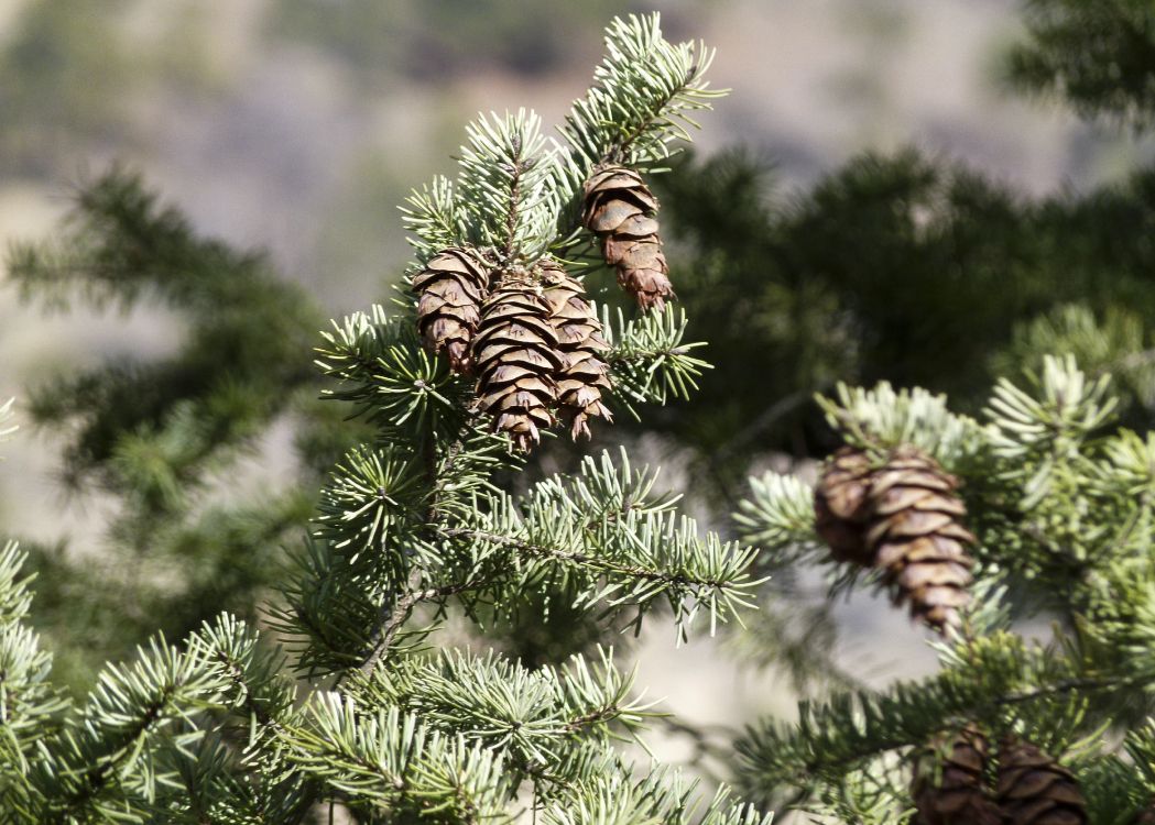 green pine tree with brown and white leaves