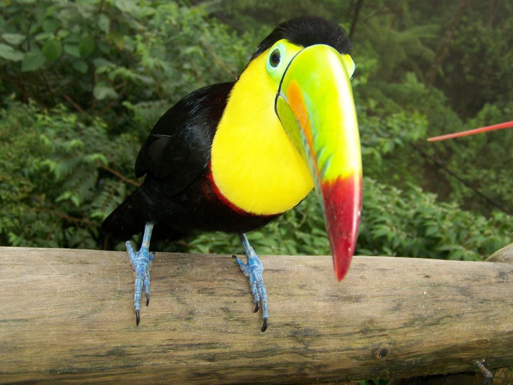 black yellow and red bird on brown wooden branch during daytime