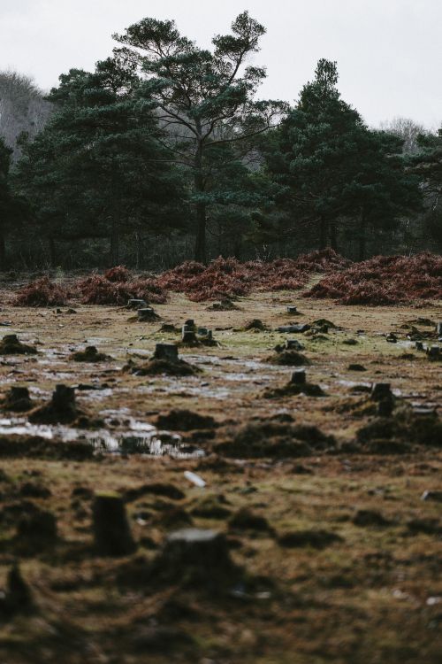 Baum, Natur, Wasser, Vegetation, Naturlandschaft. Wallpaper in 4784x7176 Resolution