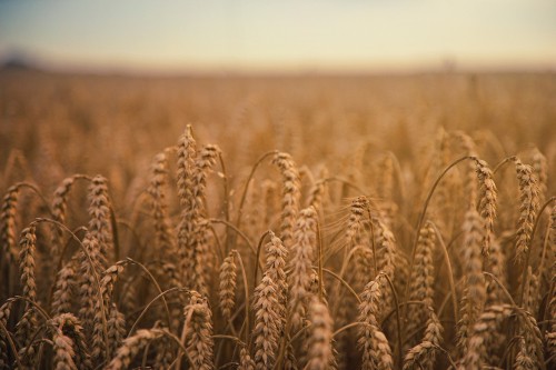 Image brown wheat field during daytime