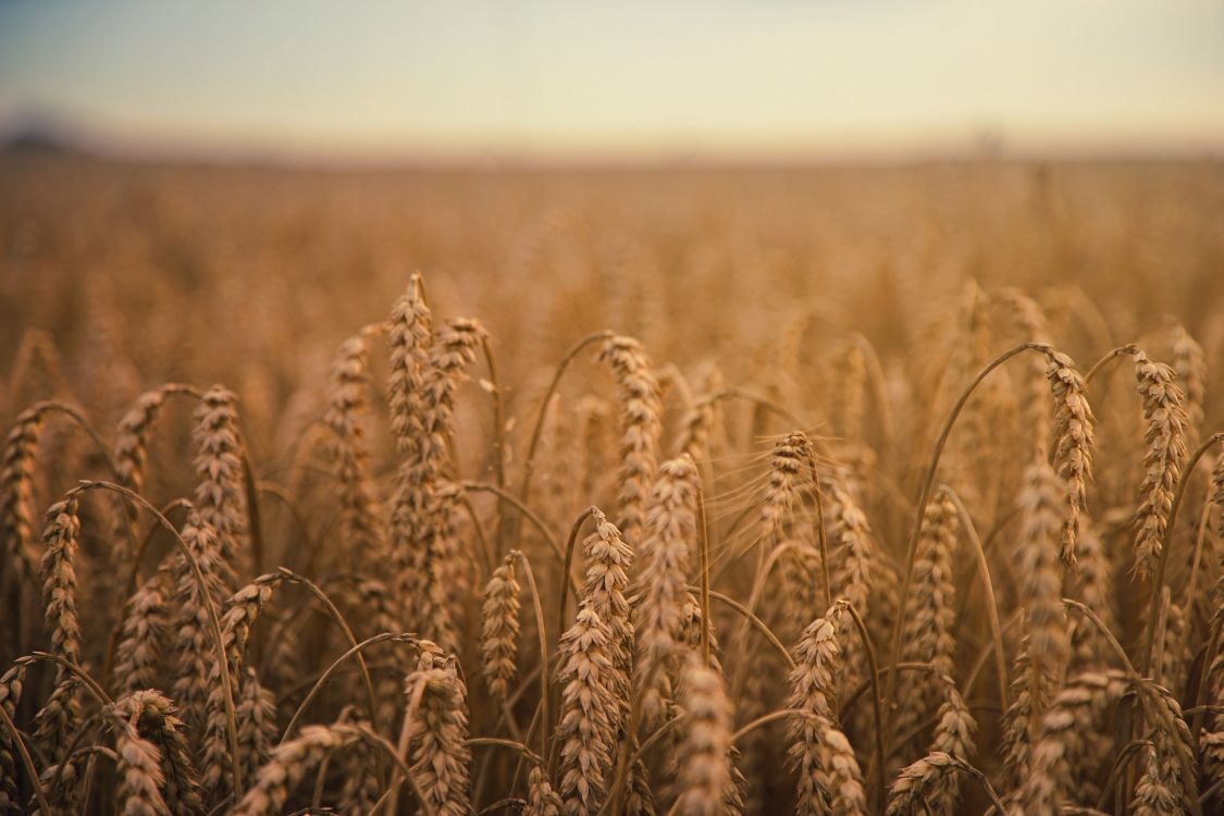 小麦, 谷物, 农作物, Rye, 粮食 壁纸 6000x4000 允许