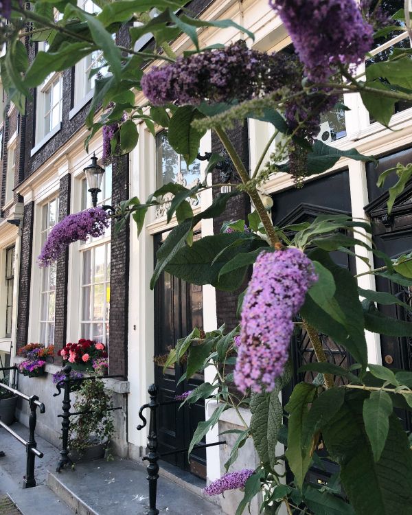 la Floración de la Planta, la Física, Ciencia, Morado, Violeta. Wallpaper in 3024x3780 Resolution