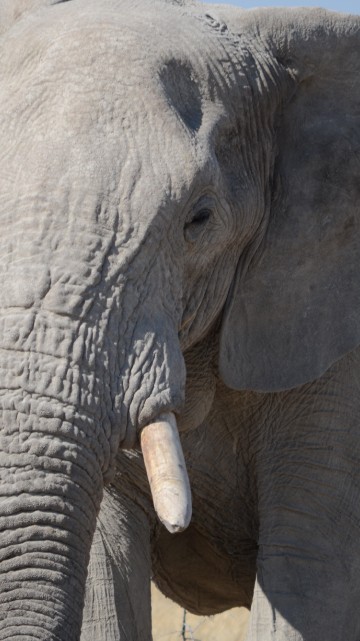 Image grey elephant on brown grass field during daytime