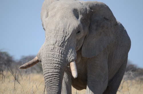 Image grey elephant on brown grass field during daytime