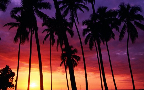 Image silhouette of palm tree during sunset