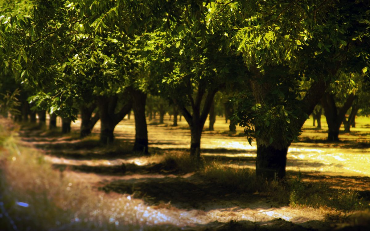 green tree on brown soil