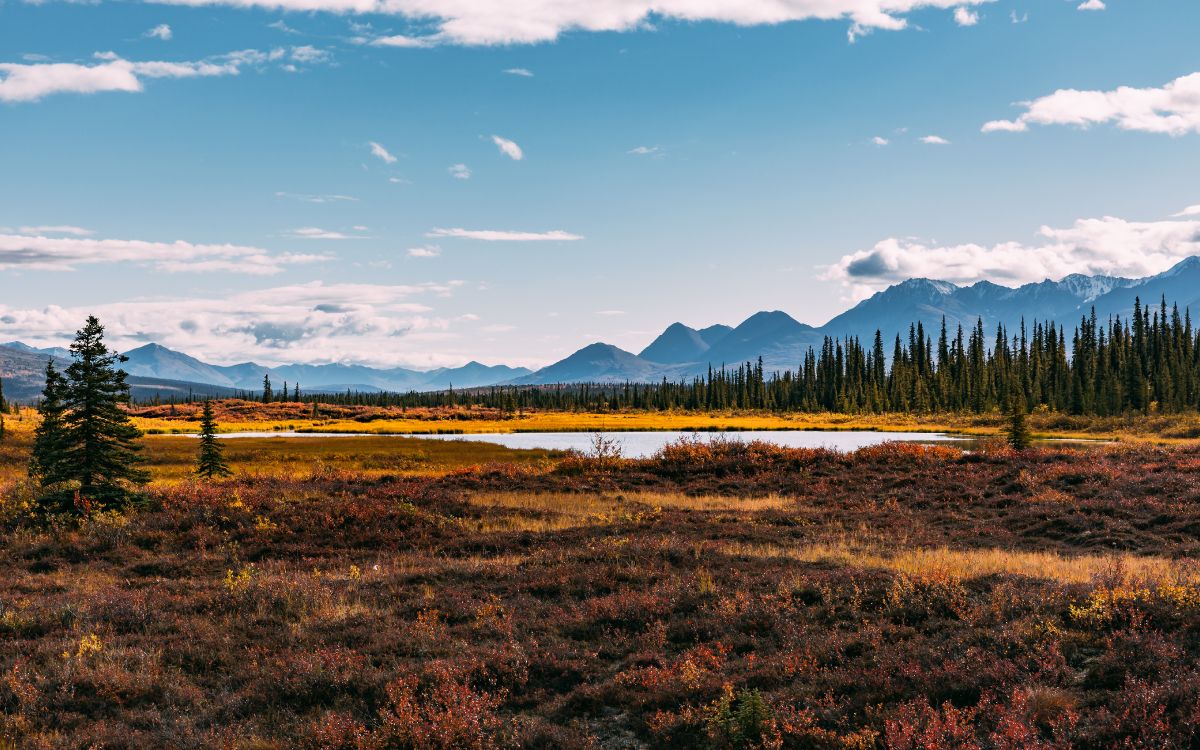 自然景观, 高地, 草, 普通的, 落叶松 壁纸 5120x3200 允许