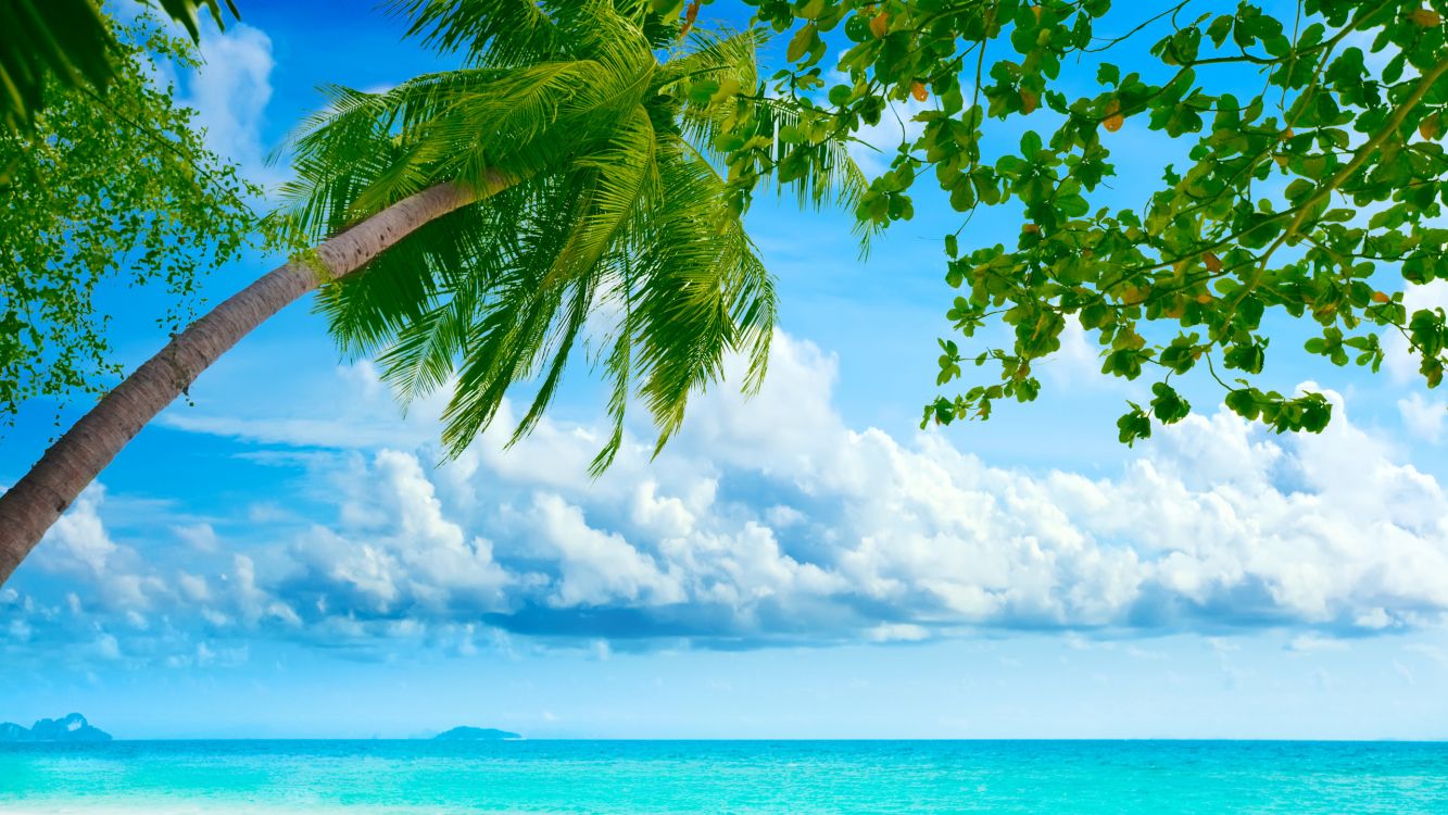 coconut tree near sea under white clouds and blue sky during daytime